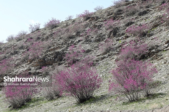 ایران زیباست | «ارغوان» پنجه‌ی خونین زمین