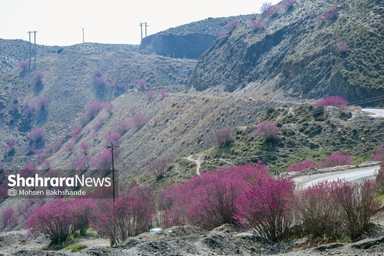 ایران زیباست | «ارغوان» پنجه‌ی خونین زمین