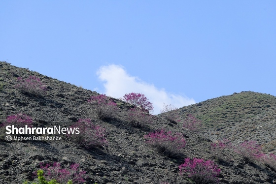 ایران زیباست | «ارغوان» پنجه‌ی خونین زمین