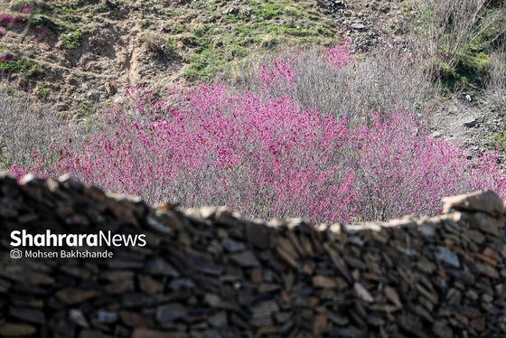 ایران زیباست | «ارغوان» پنجه‌ی خونین زمین