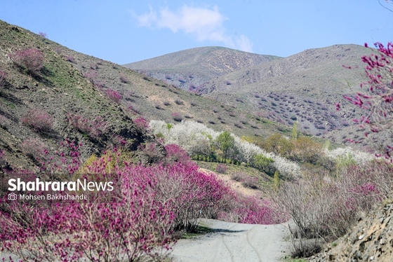 ایران زیباست | «ارغوان» پنجه‌ی خونین زمین