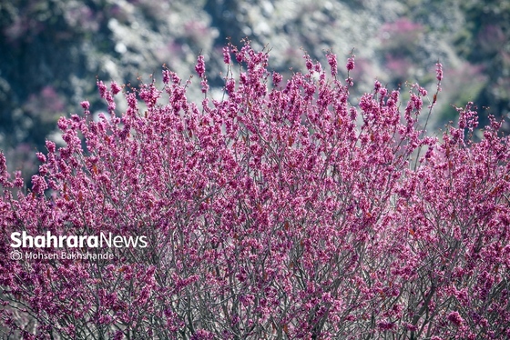 ایران زیباست | «ارغوان» پنجه‌ی خونین زمین