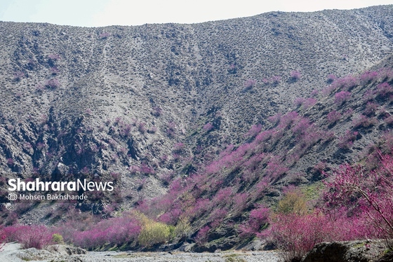 ایران زیباست | «ارغوان» پنجه‌ی خونین زمین