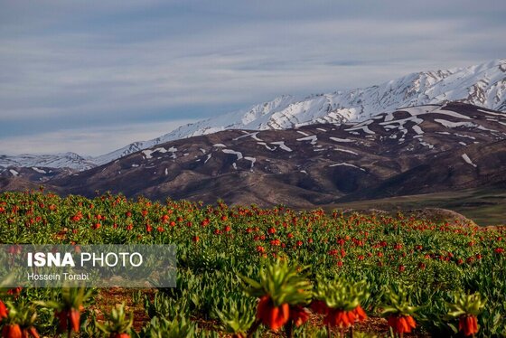 ایران زیباست | دشت لاله‌های واژگون کوهرنگ