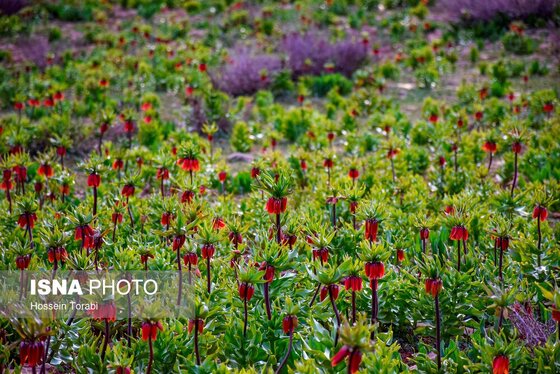 ایران زیباست | دشت لاله‌های واژگون کوهرنگ
