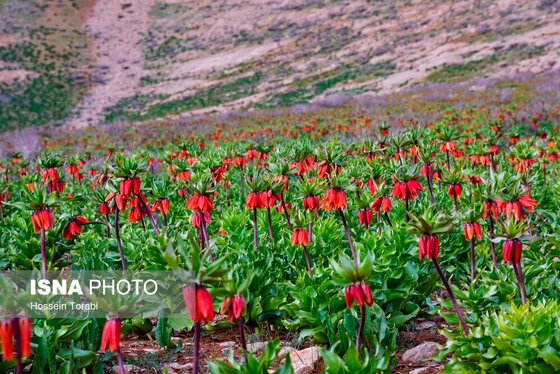 ایران زیباست | دشت لاله‌های واژگون کوهرنگ