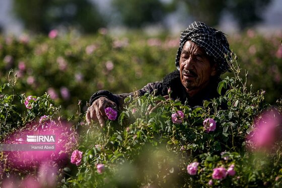 ایران زیباست | برداشت گل محمدی