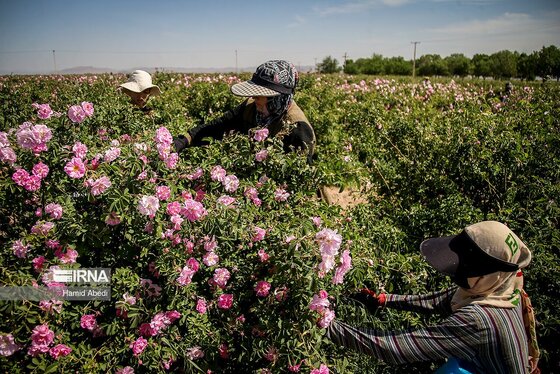 ایران زیباست | برداشت گل محمدی
