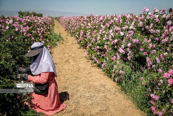 ایران زیباست | برداشت گل محمدی