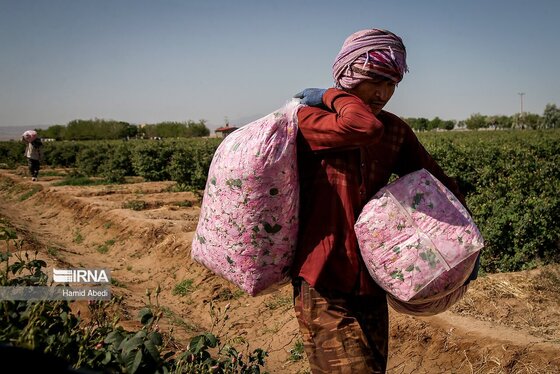 ایران زیباست | برداشت گل محمدی