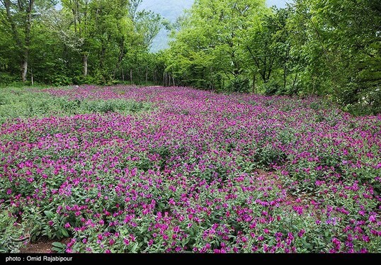 ایران زیباست | برداشت گل گاو زبان در روستای سجیران گیلان
