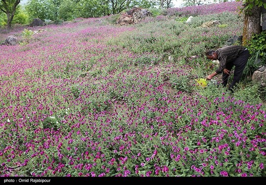 ایران زیباست | برداشت گل گاو زبان در روستای سجیران گیلان