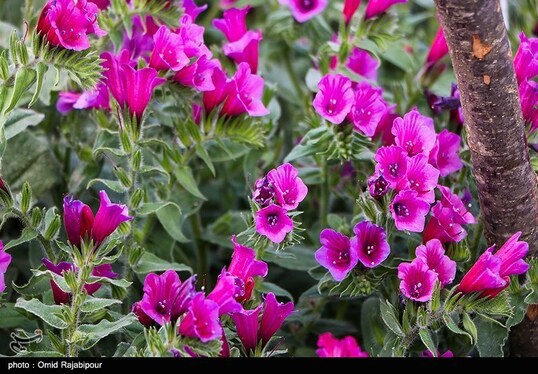 ایران زیباست | برداشت گل گاو زبان در روستای سجیران گیلان