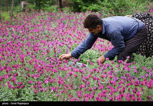 ایران زیباست | برداشت گل گاو زبان در روستای سجیران گیلان