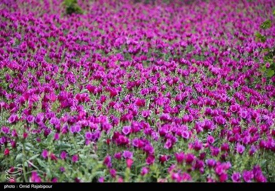 ایران زیباست | برداشت گل گاو زبان در روستای سجیران گیلان