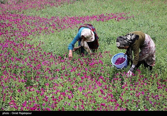ایران زیباست | برداشت گل گاو زبان در روستای سجیران گیلان