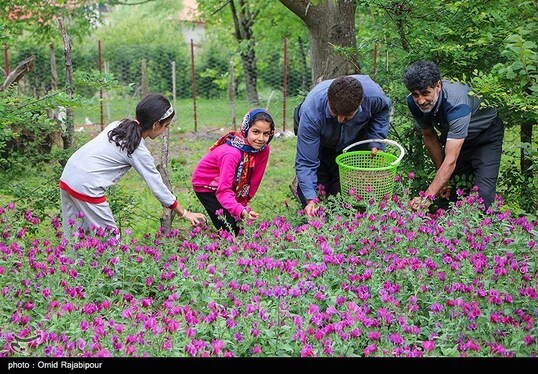 ایران زیباست | برداشت گل گاو زبان در روستای سجیران گیلان