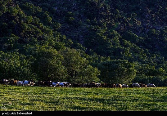 ایران زیباست | طبیعت بهاری منطقه دره اناران سپیدشت خرم آباد