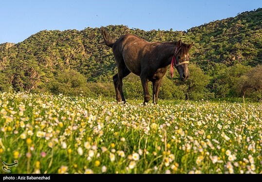 ایران زیباست | طبیعت بهاری منطقه دره اناران سپیدشت خرم آباد