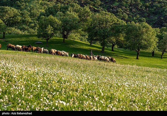 ایران زیباست | طبیعت بهاری منطقه دره اناران سپیدشت خرم آباد