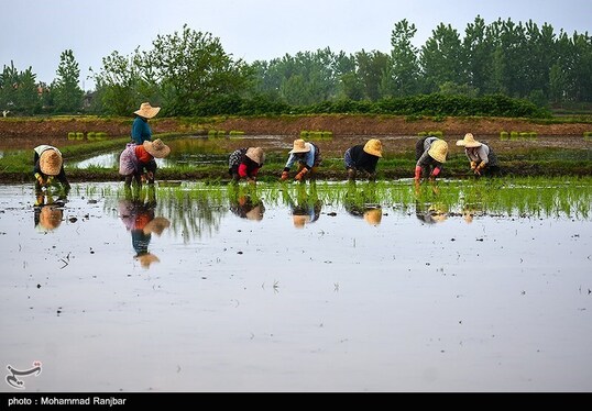 ایران زیباست | کاشت سنتی برنج در گیلان