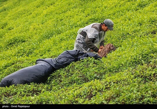 ایران زیباست | برداشت چای بهاره - گیلان