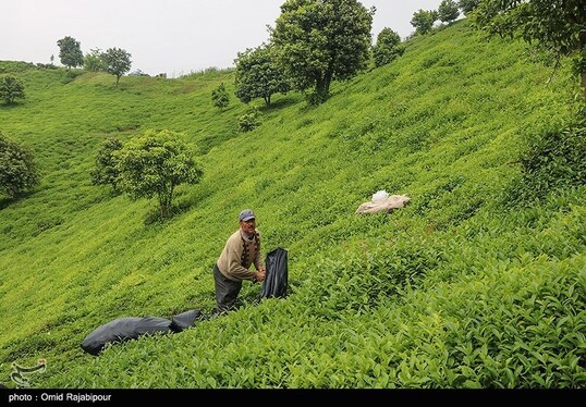 ایران زیباست | برداشت چای بهاره - گیلان