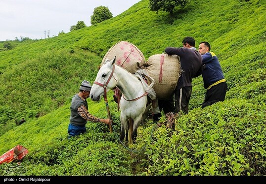 ایران زیباست | برداشت چای بهاره - گیلان