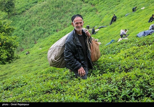 ایران زیباست | برداشت چای بهاره - گیلان