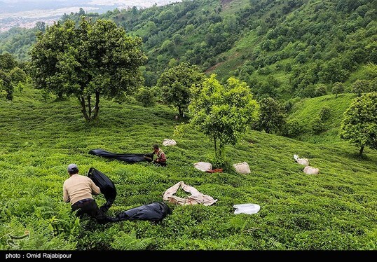 ایران زیباست | برداشت چای بهاره - گیلان