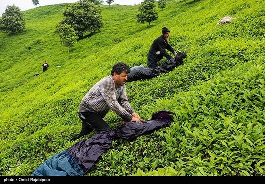 ایران زیباست | برداشت چای بهاره - گیلان