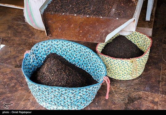 ایران زیباست | برداشت چای بهاره - گیلان