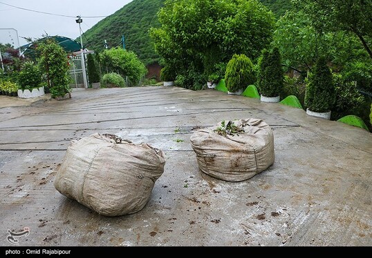 ایران زیباست | برداشت چای بهاره - گیلان