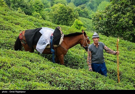 ایران زیباست | برداشت چای بهاره - گیلان
