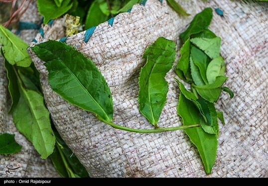 ایران زیباست | برداشت چای بهاره - گیلان