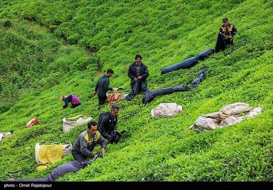 ایران زیباست | برداشت چای بهاره - گیلان