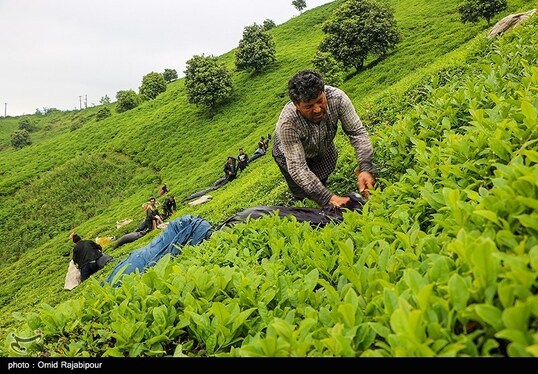 ایران زیباست | برداشت چای بهاره - گیلان