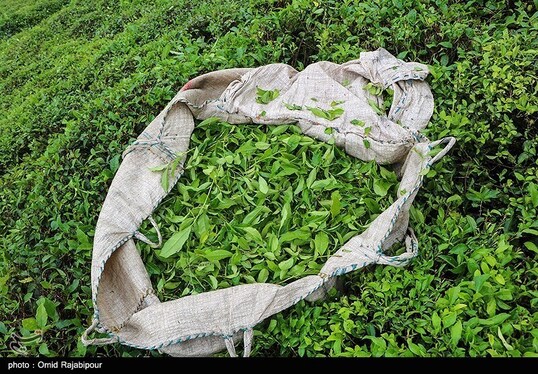 ایران زیباست | برداشت چای بهاره - گیلان