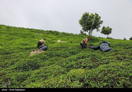 ایران زیباست | برداشت چای بهاره - گیلان