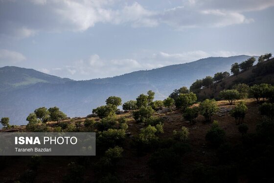 ایران زیباست | جنگل‌های بلوط لرستان