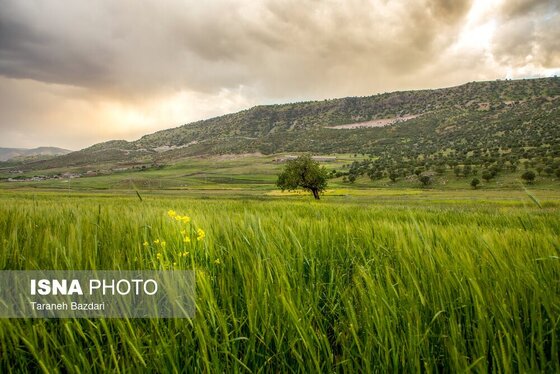 ایران زیباست | جنگل‌های بلوط لرستان