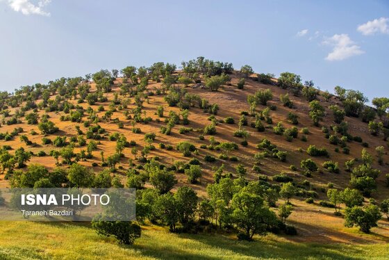 ایران زیباست | جنگل‌های بلوط لرستان