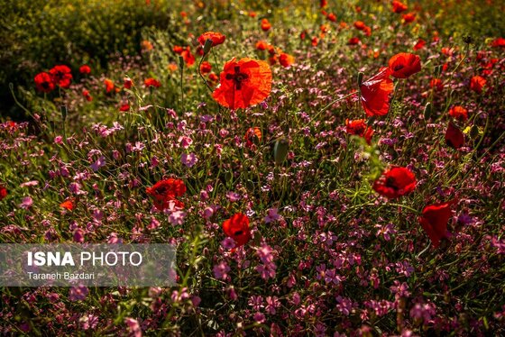 ایران زیباست | جنگل‌های بلوط لرستان