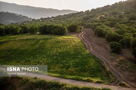 ایران زیباست | جنگل‌های بلوط لرستان