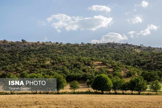 ایران زیباست | جنگل‌های بلوط لرستان