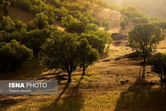 ایران زیباست | جنگل‌های بلوط لرستان
