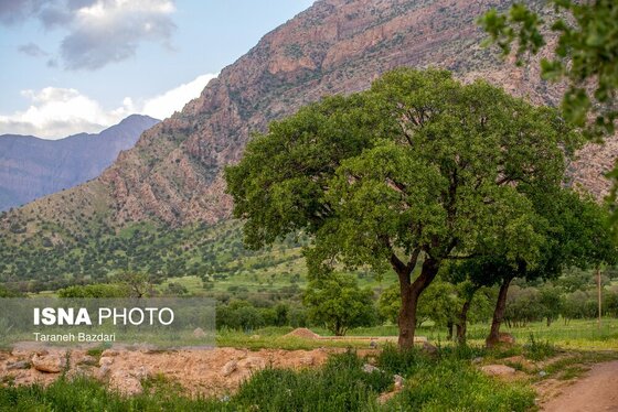 ایران زیباست | جنگل‌های بلوط لرستان