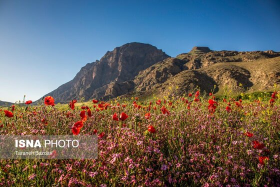 ایران زیباست | جنگل‌های بلوط لرستان
