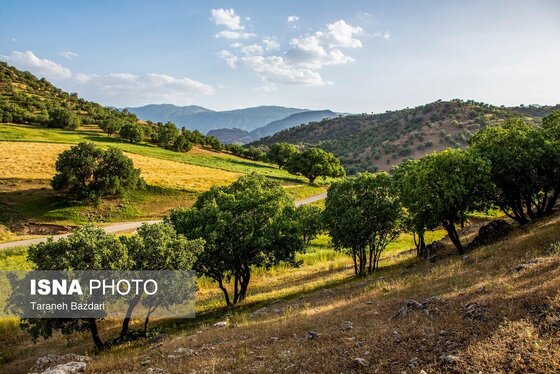 ایران زیباست | جنگل‌های بلوط لرستان