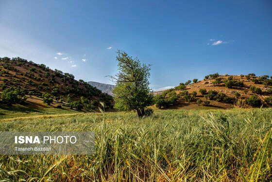 ایران زیباست | جنگل‌های بلوط لرستان